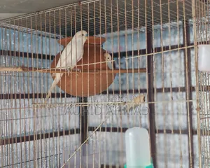 বাজরিকা পাখি