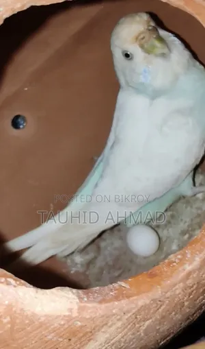 বাজরিকা পাখি