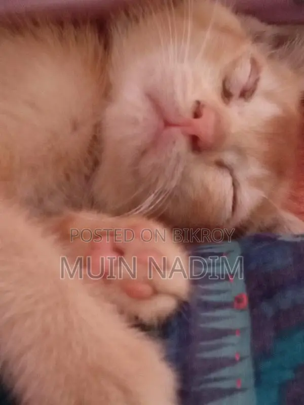 1-3 months Female Mixed Breed Bengal adoption