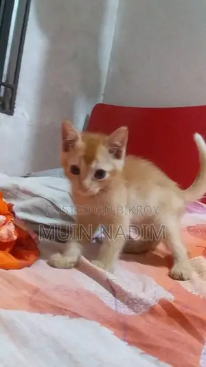 1-3 months Female Mixed Breed Bengal adoption