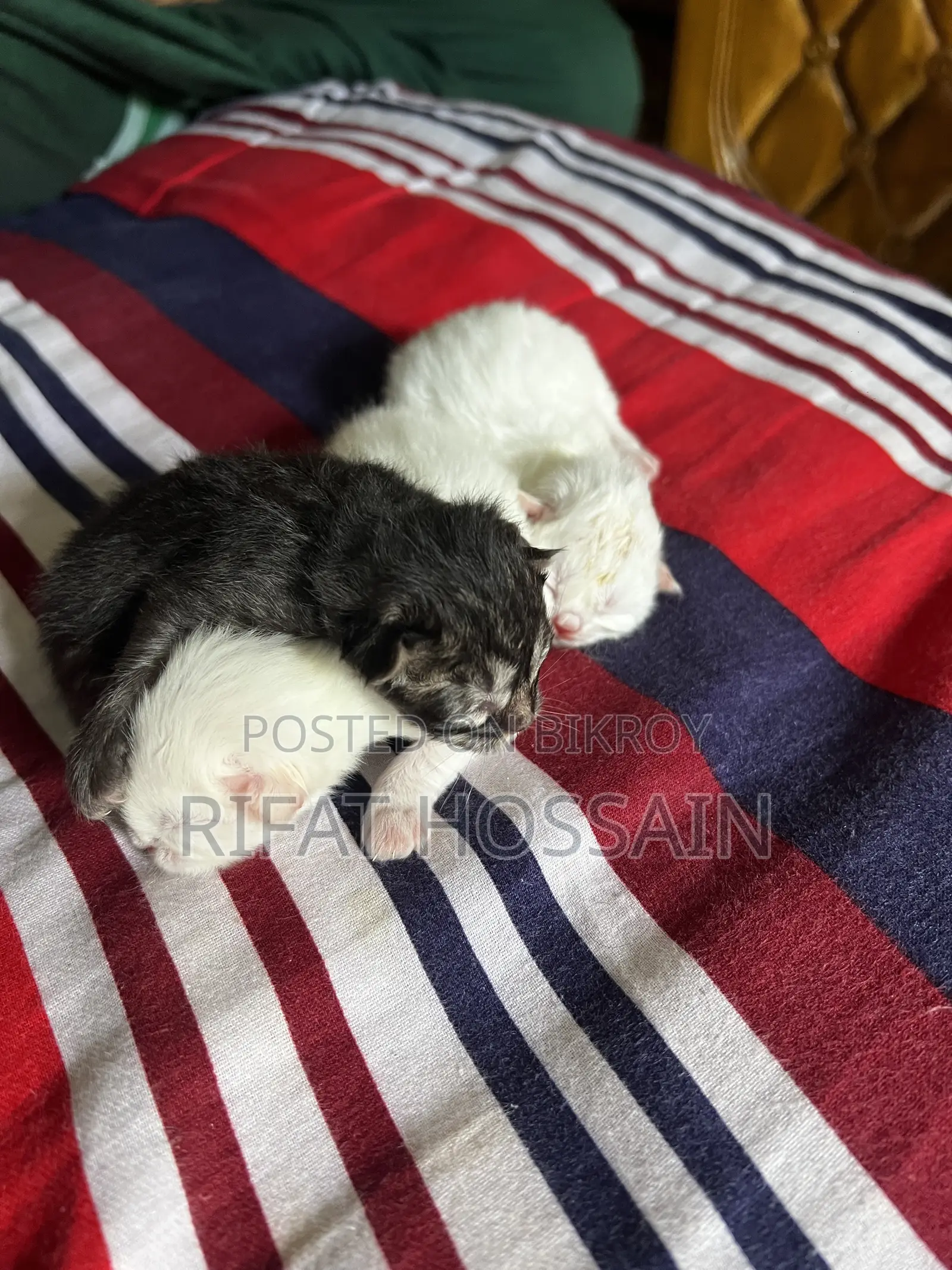 ০-১ মাস বয়সী স্ত্রী খাঁটি পার্সিয়ান