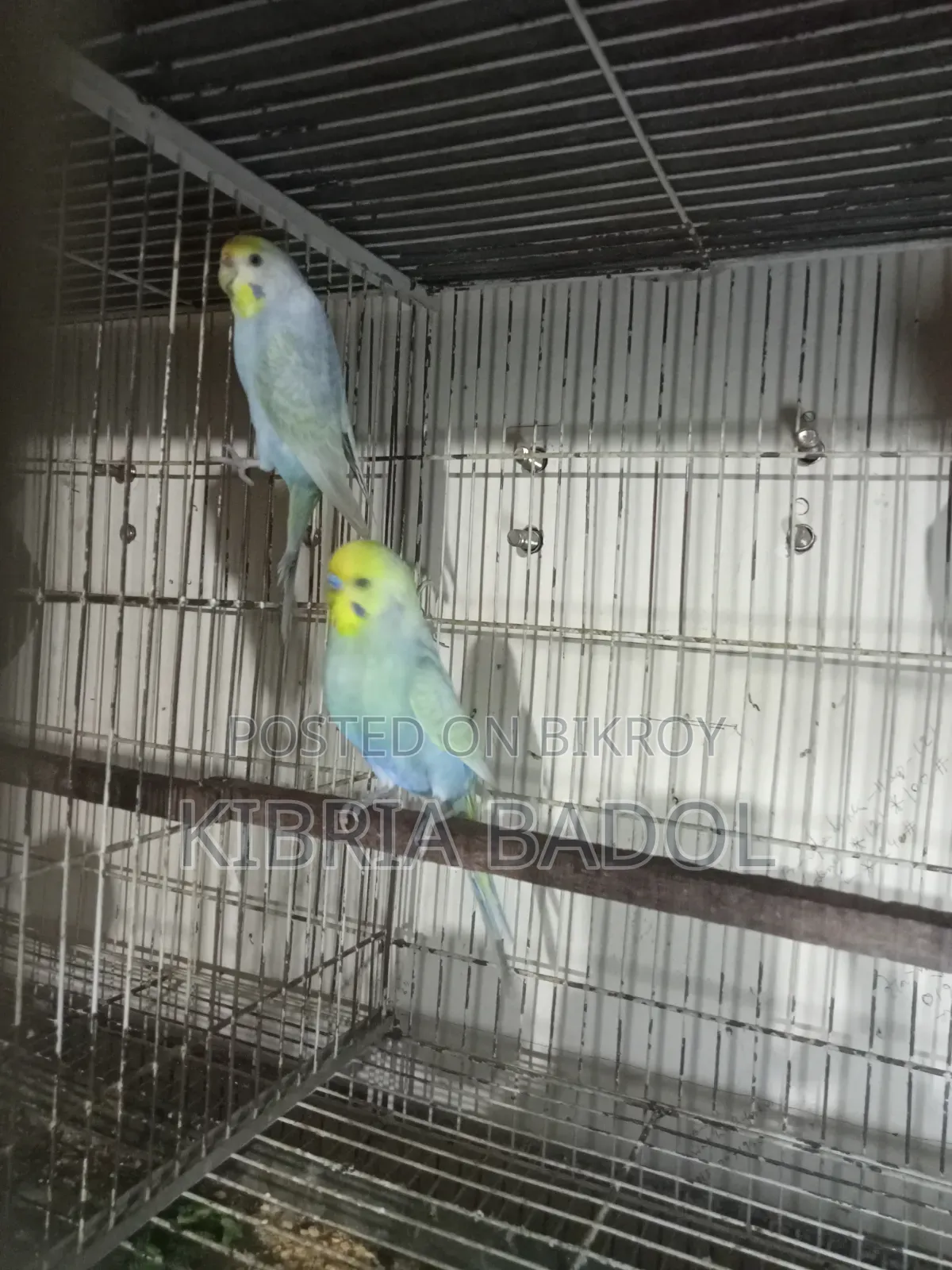 Budgerigar Bird
