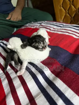 ০-১ মাস বয়সী স্ত্রী খাঁটি পার্সিয়ান বিড়াল ছানা
