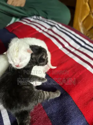 ০-১ মাস বয়সী স্ত্রী খাঁটি পার্সিয়ান বিড়াল ছানা