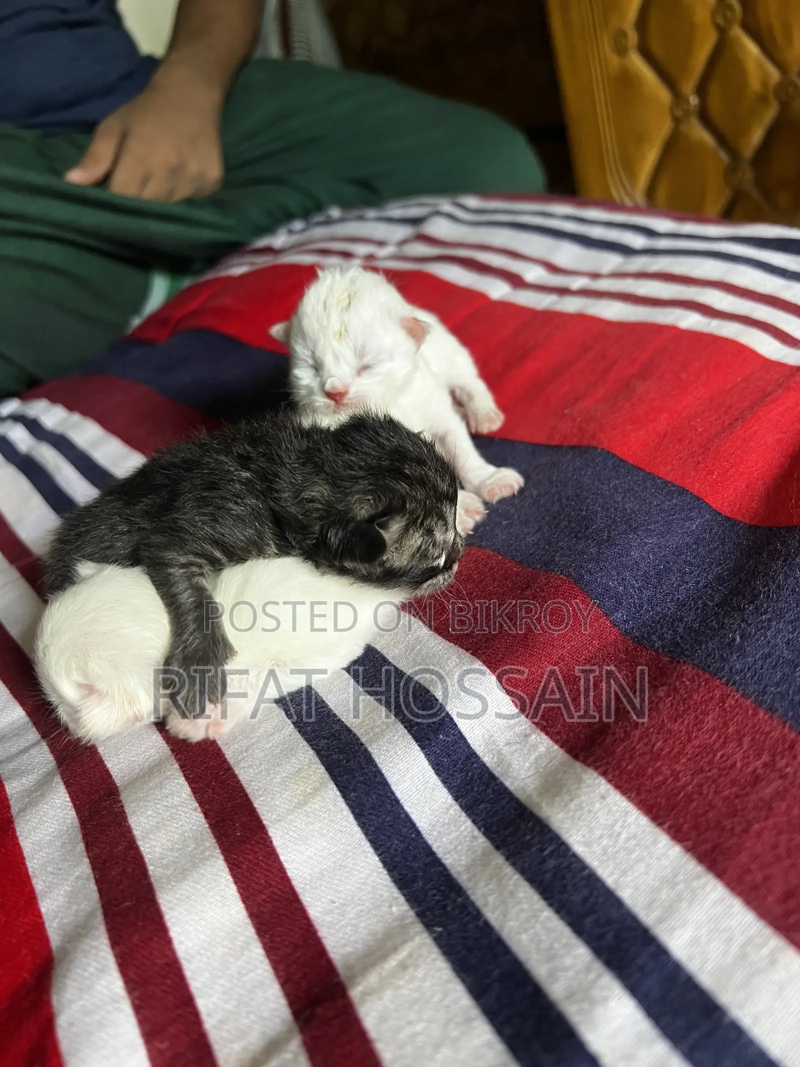 ০-১ মাস বয়সী স্ত্রী খাঁটি পার্সিয়ান বিড়াল ছানা