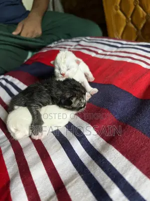 ০-১ মাস বয়সী স্ত্রী খাঁটি পার্সিয়ান বিড়াল ছানা