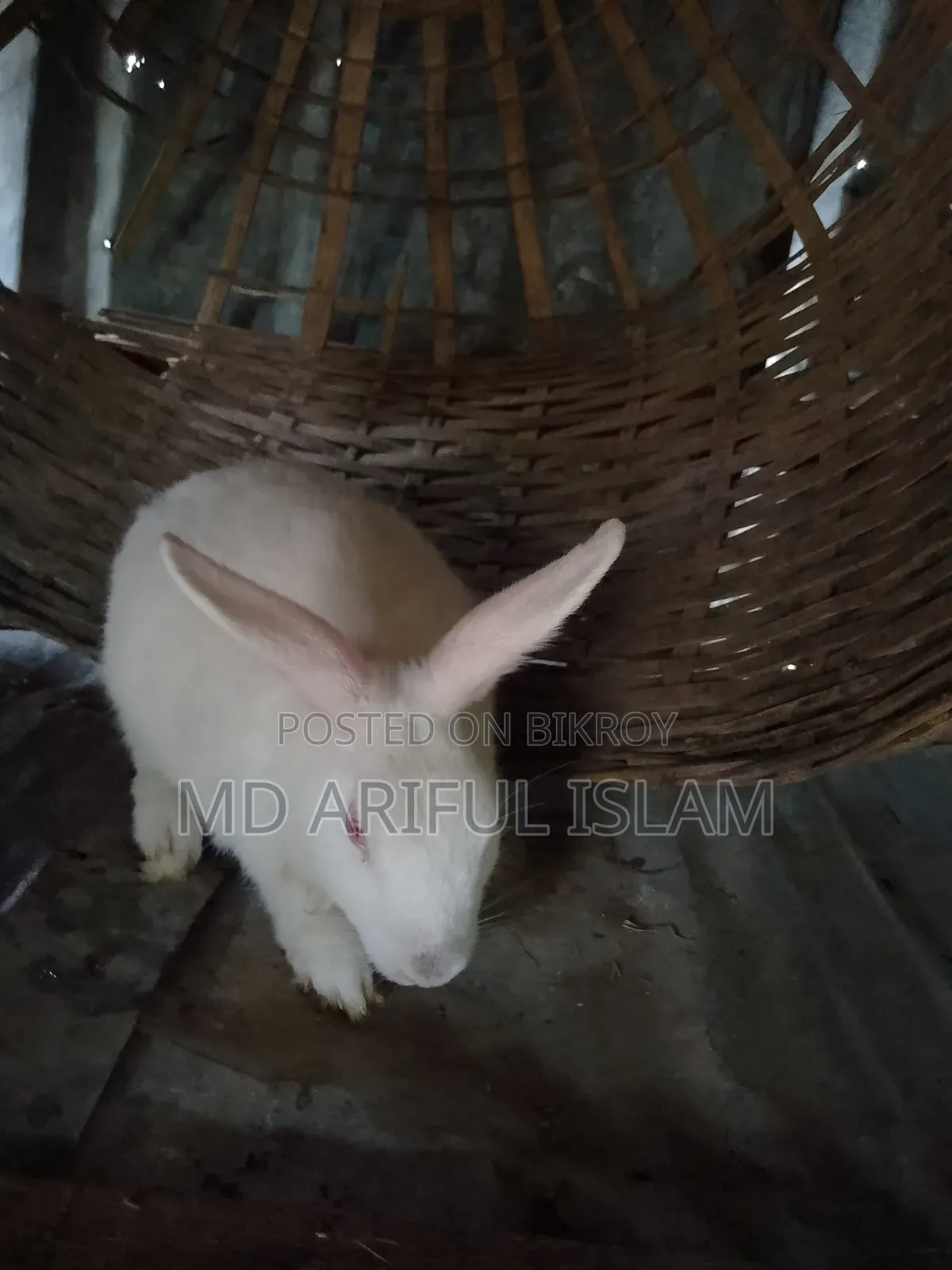Rabbit for Sale