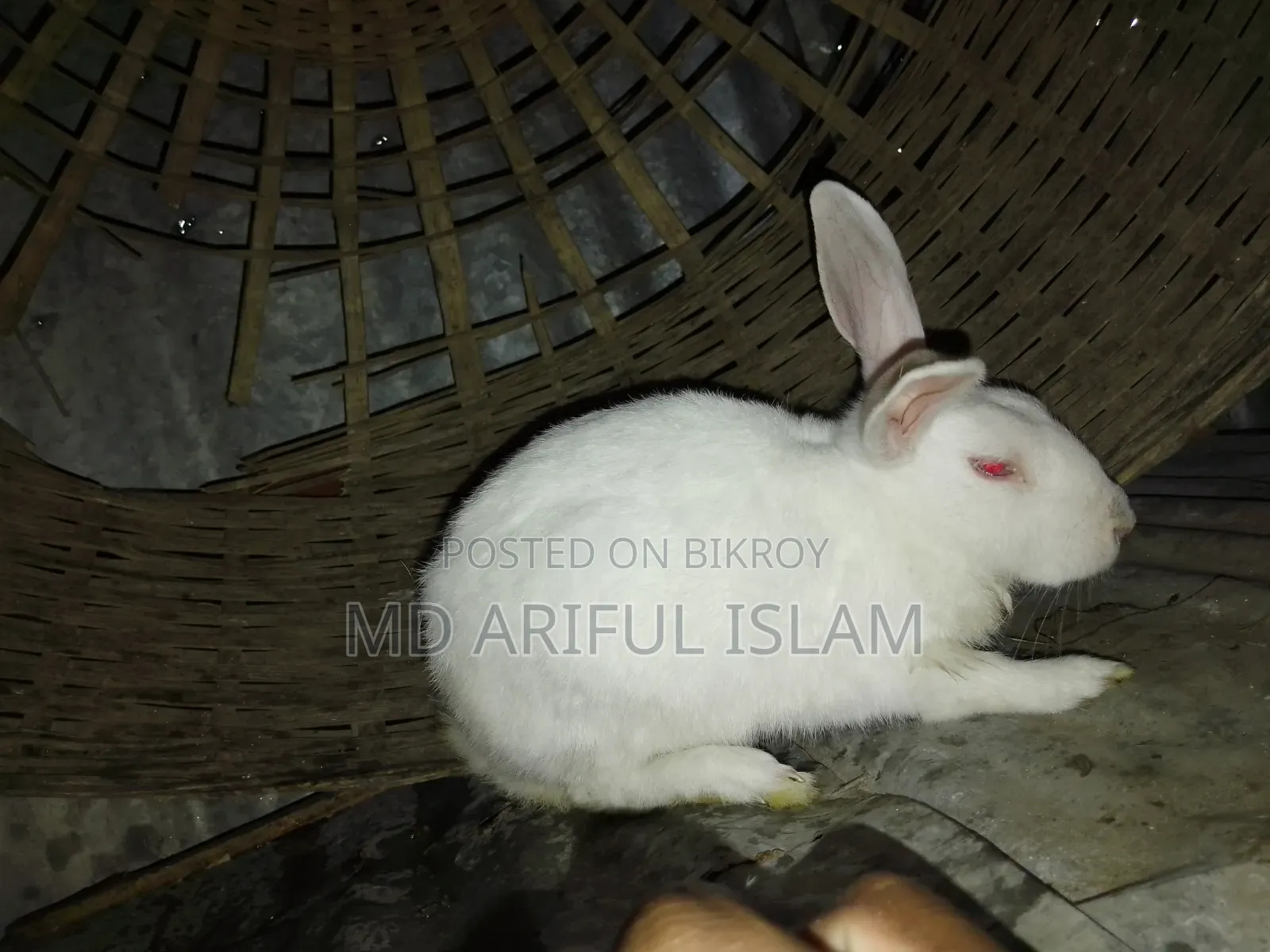 Rabbit for Sale