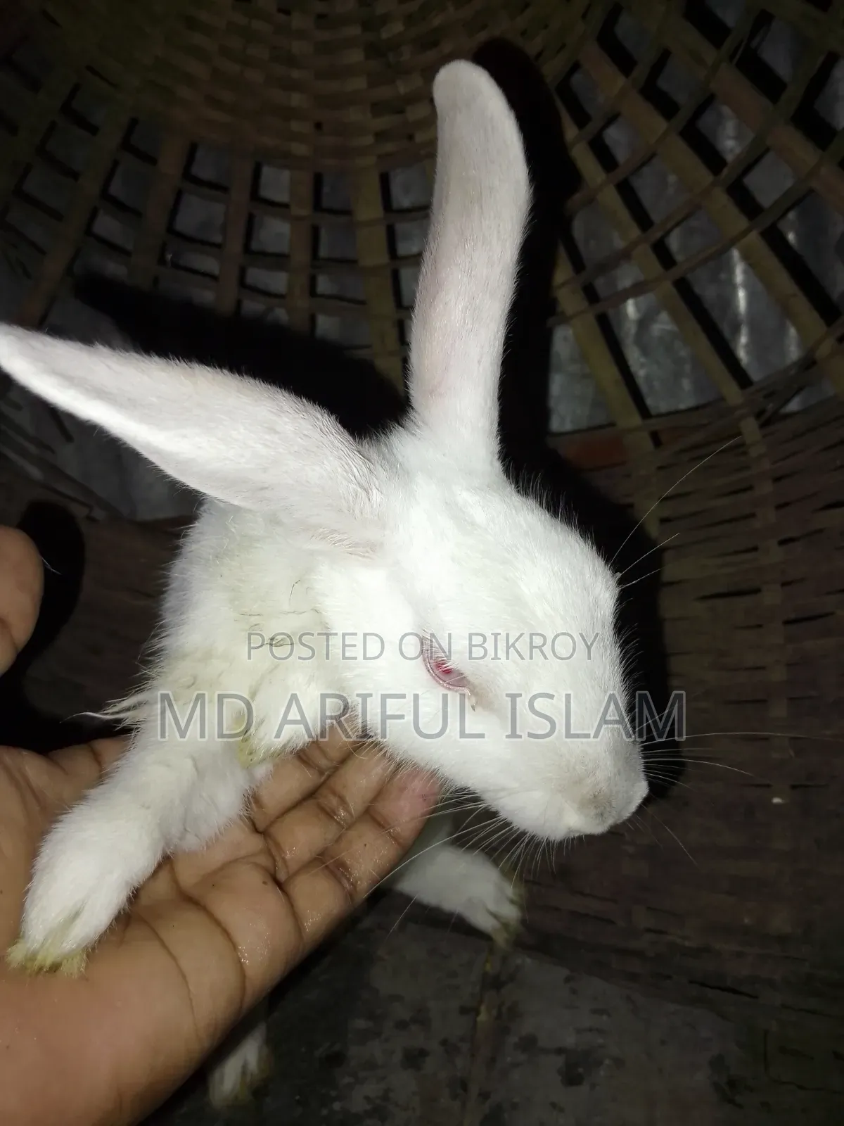 Rabbit for Sale