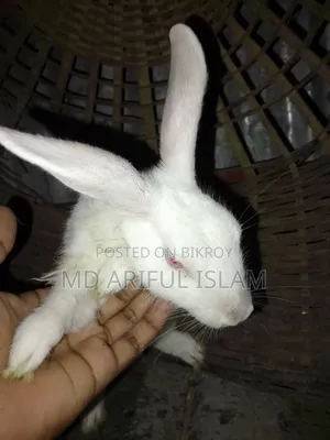 Rabbit for Sale