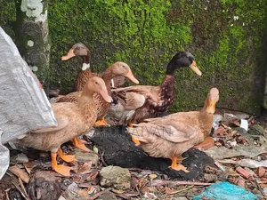 Desi ducks for sale, 10 pieces, egg-laying ducks.