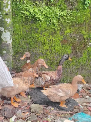 Desi ducks for sale, 10 pieces, egg-laying ducks.