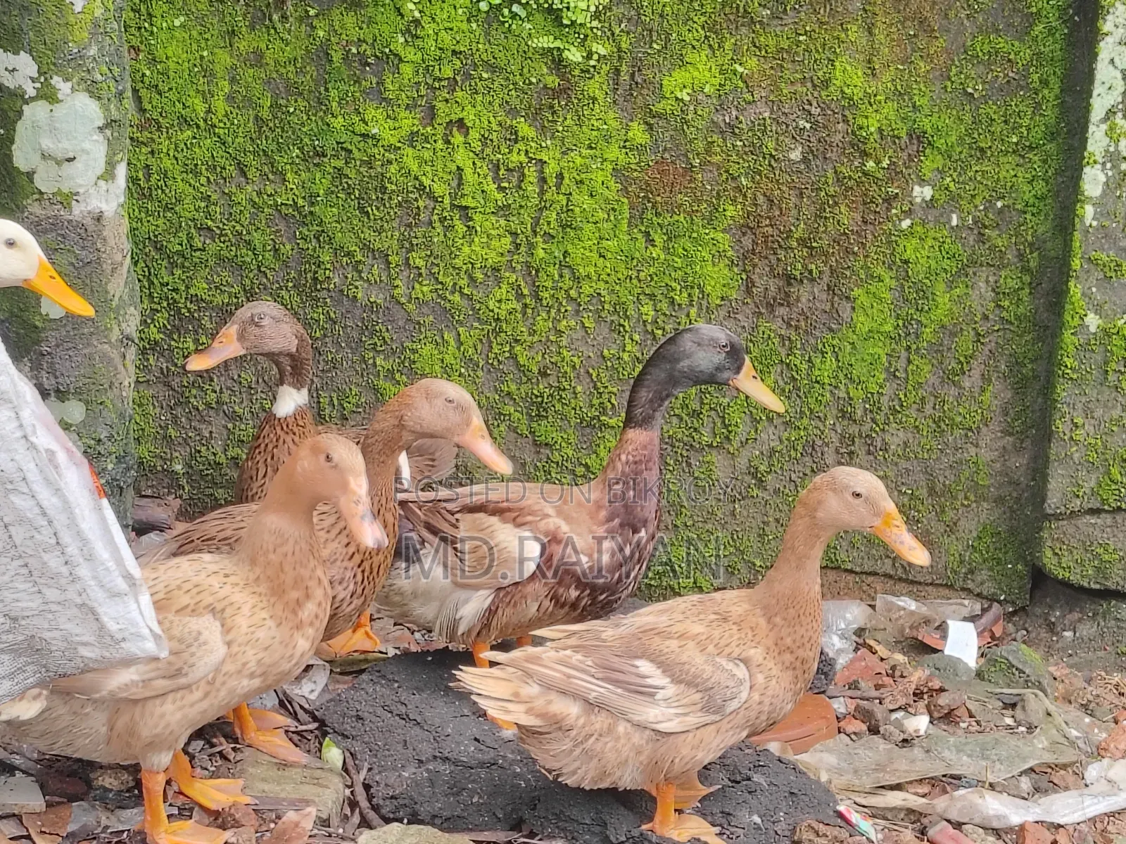 Desi ducks for sale, 10 pieces, egg-laying ducks.