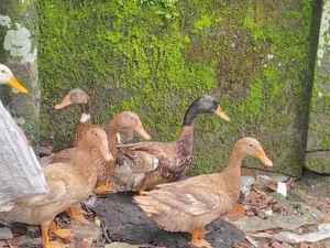 Desi ducks for sale, 10 pieces, egg-laying ducks.