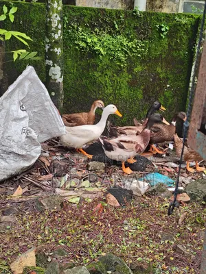 Desi ducks for sale, 10 pieces, egg-laying ducks.