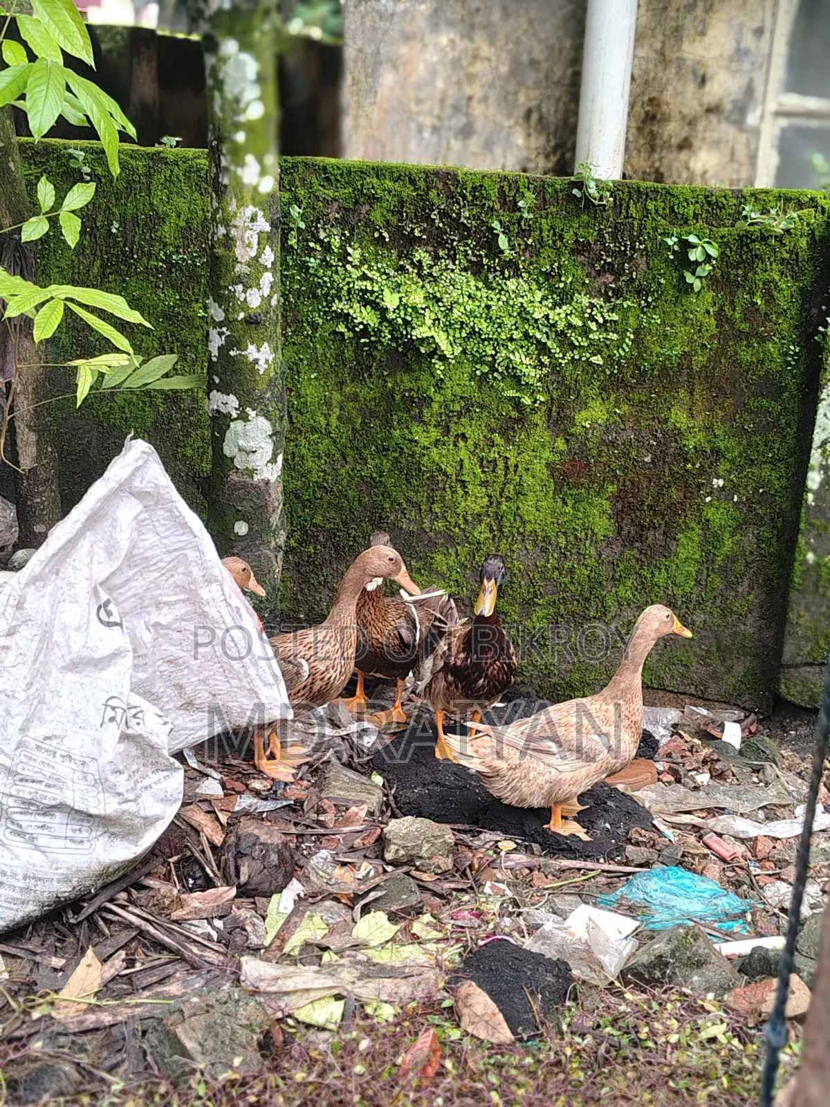 Desi ducks for sale, 10 pieces, egg-laying ducks.