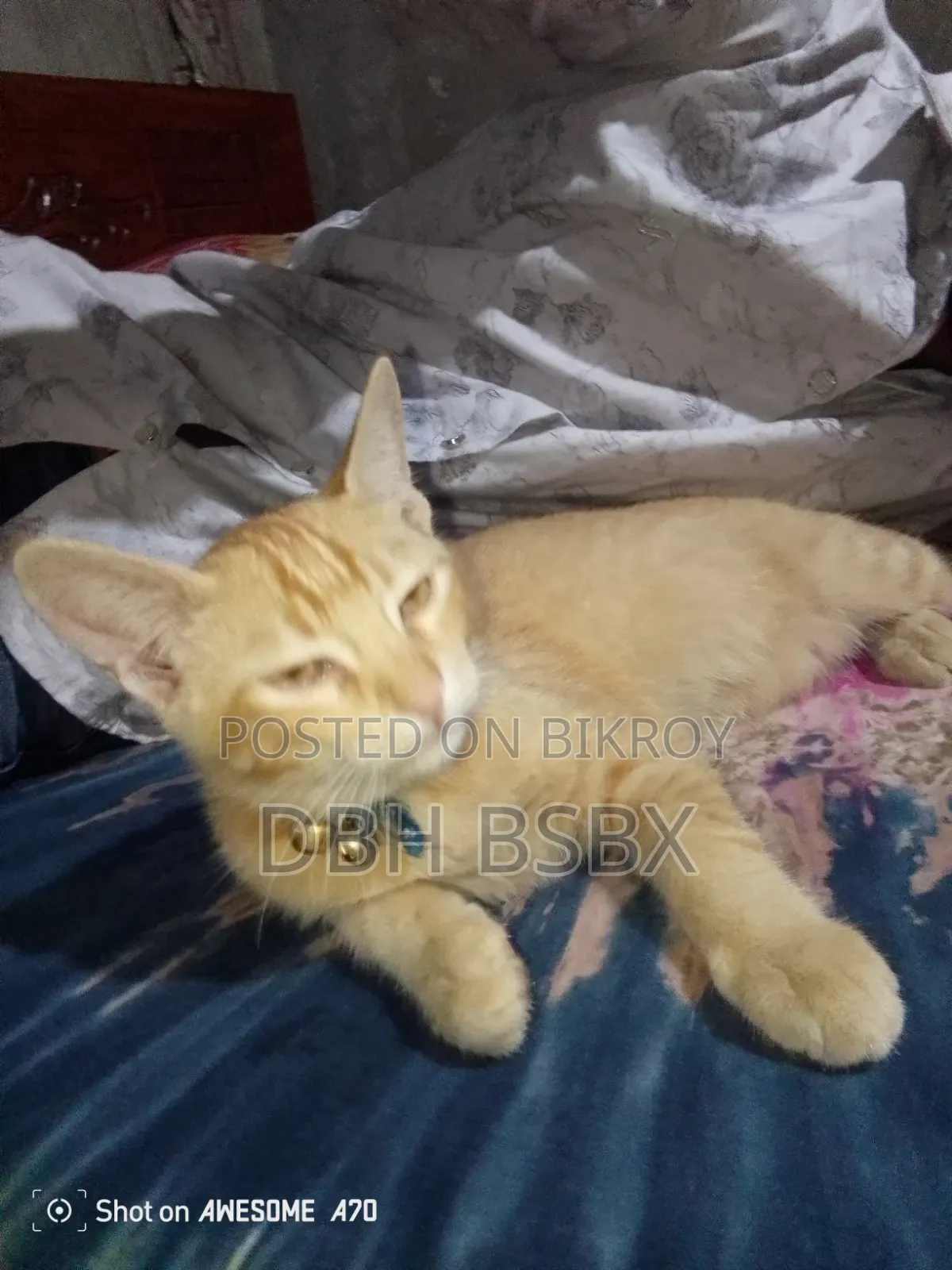 3-6 Months Male Mixed Breed Persian Cat