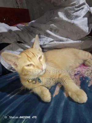 3-6 Months Male Mixed Breed Persian Cat