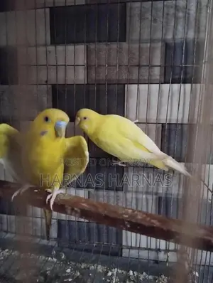 পাখি Item Bird