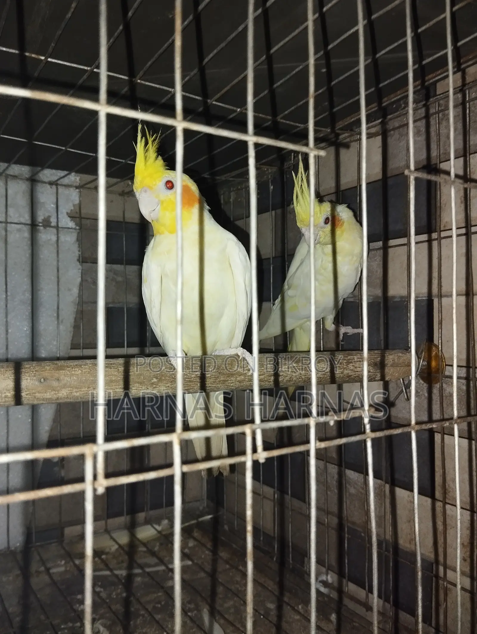 পাখি Item Bird