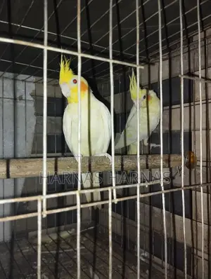 পাখি Item Bird