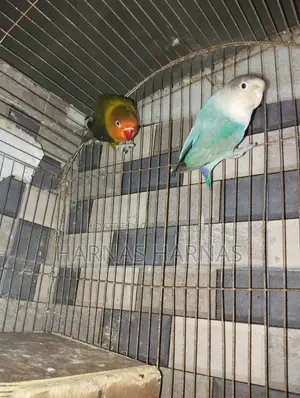 পাখি Item Bird