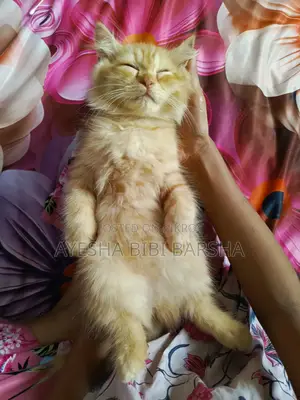 1-3 Months Female Purebred Persian