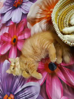 1-3 Months Female Purebred Persian