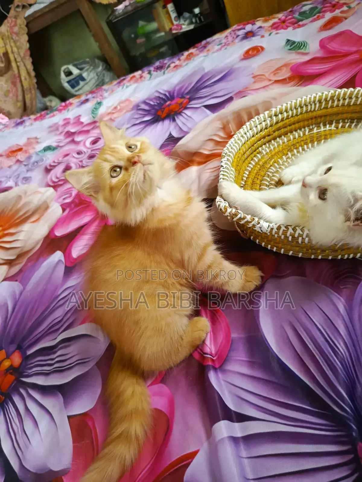 1-3 Months Female Purebred Persian