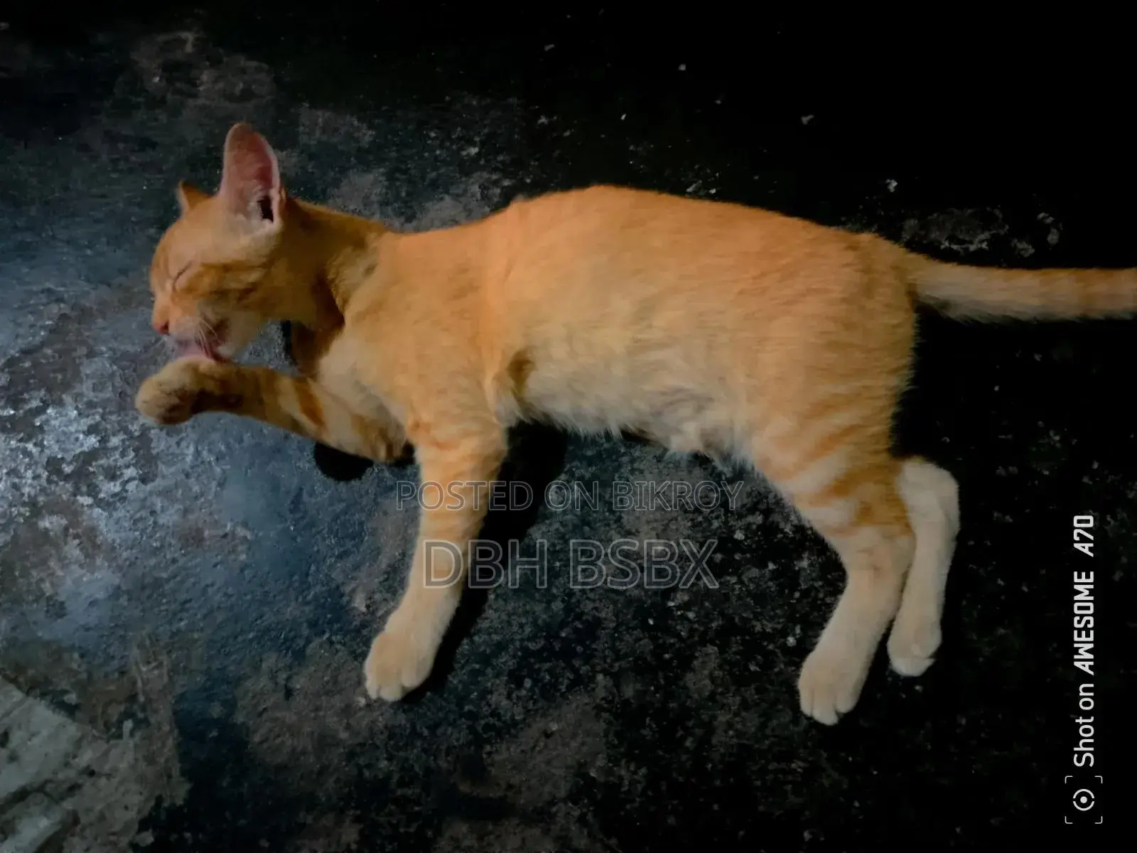 3-6 Months Male Mixed Breed Persian Cat