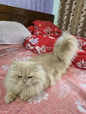 ৬-১২ মাসের নর পিওরব্রেড পার্সিয়ান