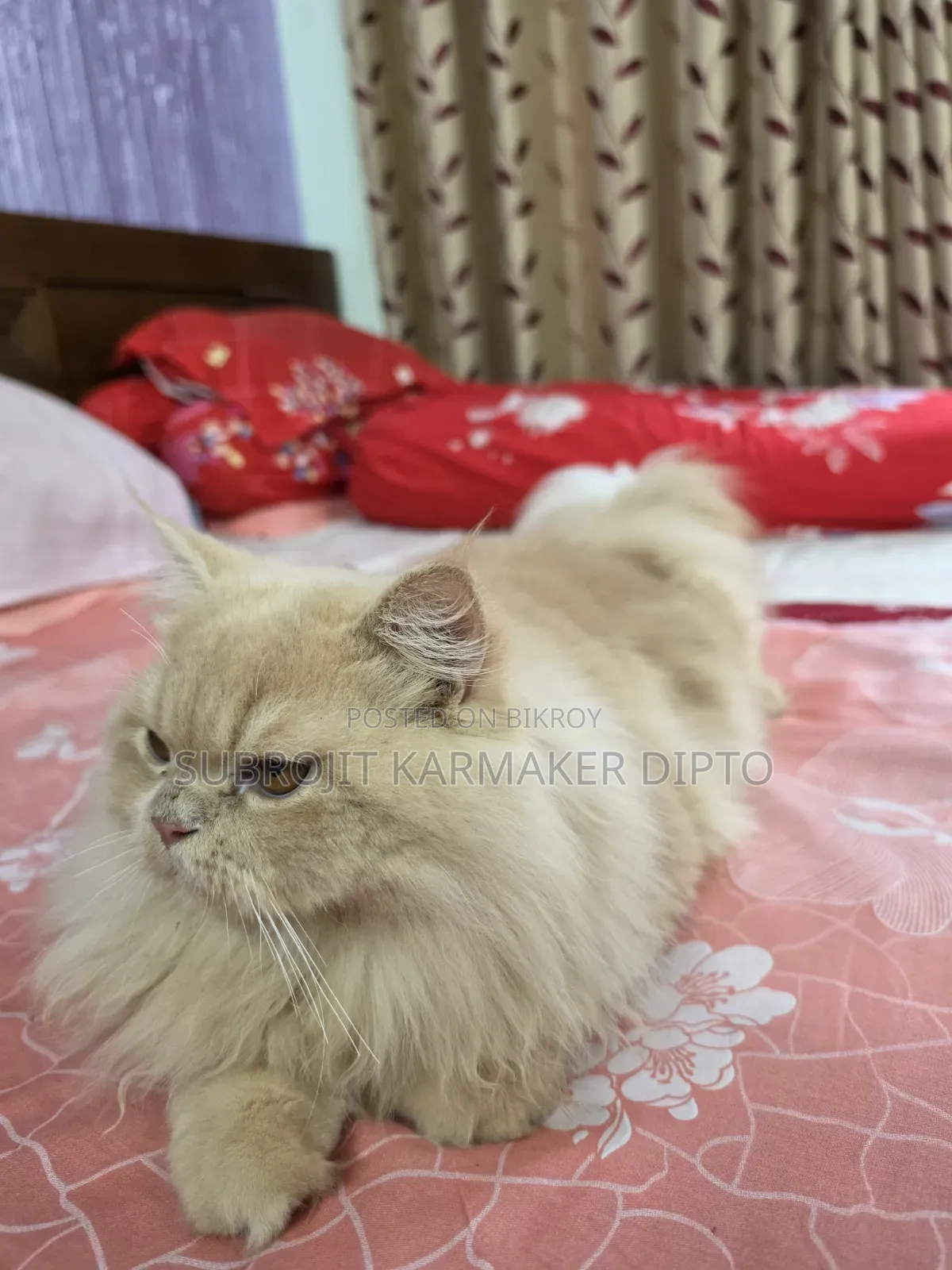 ৬-১২ মাসের নর পিওরব্রেড পার্সিয়ান