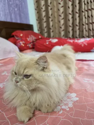৬-১২ মাসের নর পিওরব্রেড পার্সিয়ান