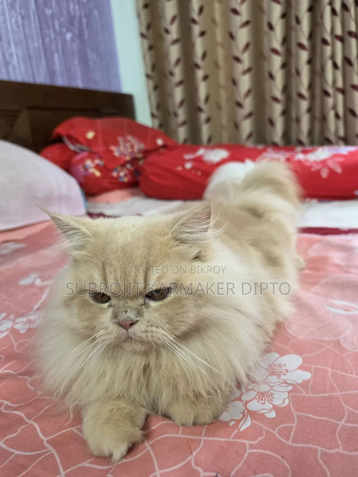 ৬-১২ মাসের নর পিওরব্রেড পার্সিয়ান