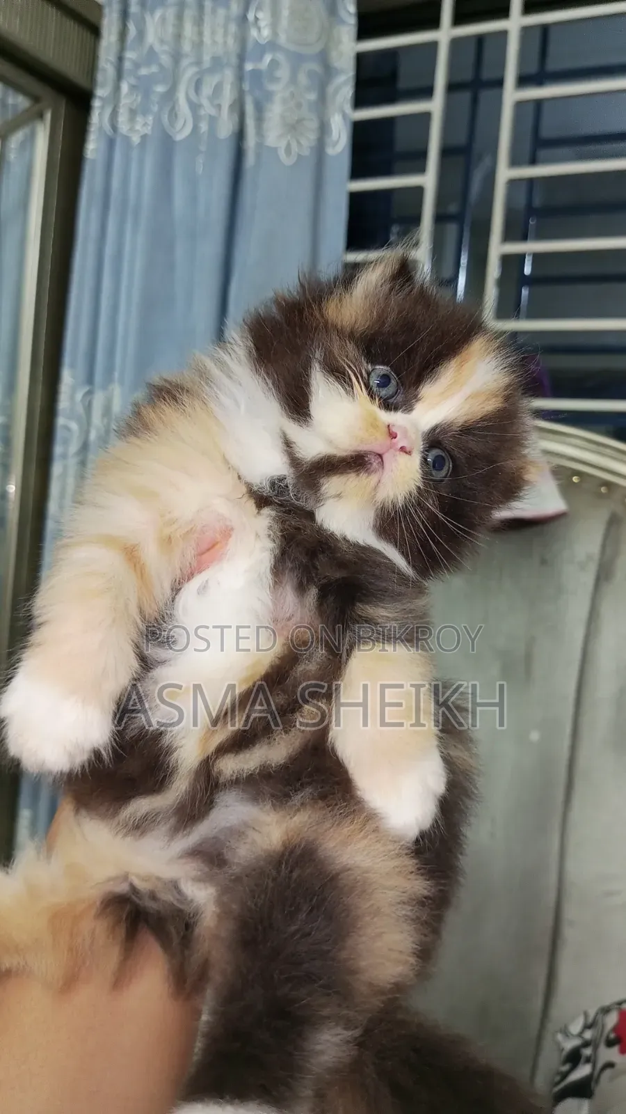 ১-৩ মাসের মাদি পিওরব্রেড পার্সিয়ান
