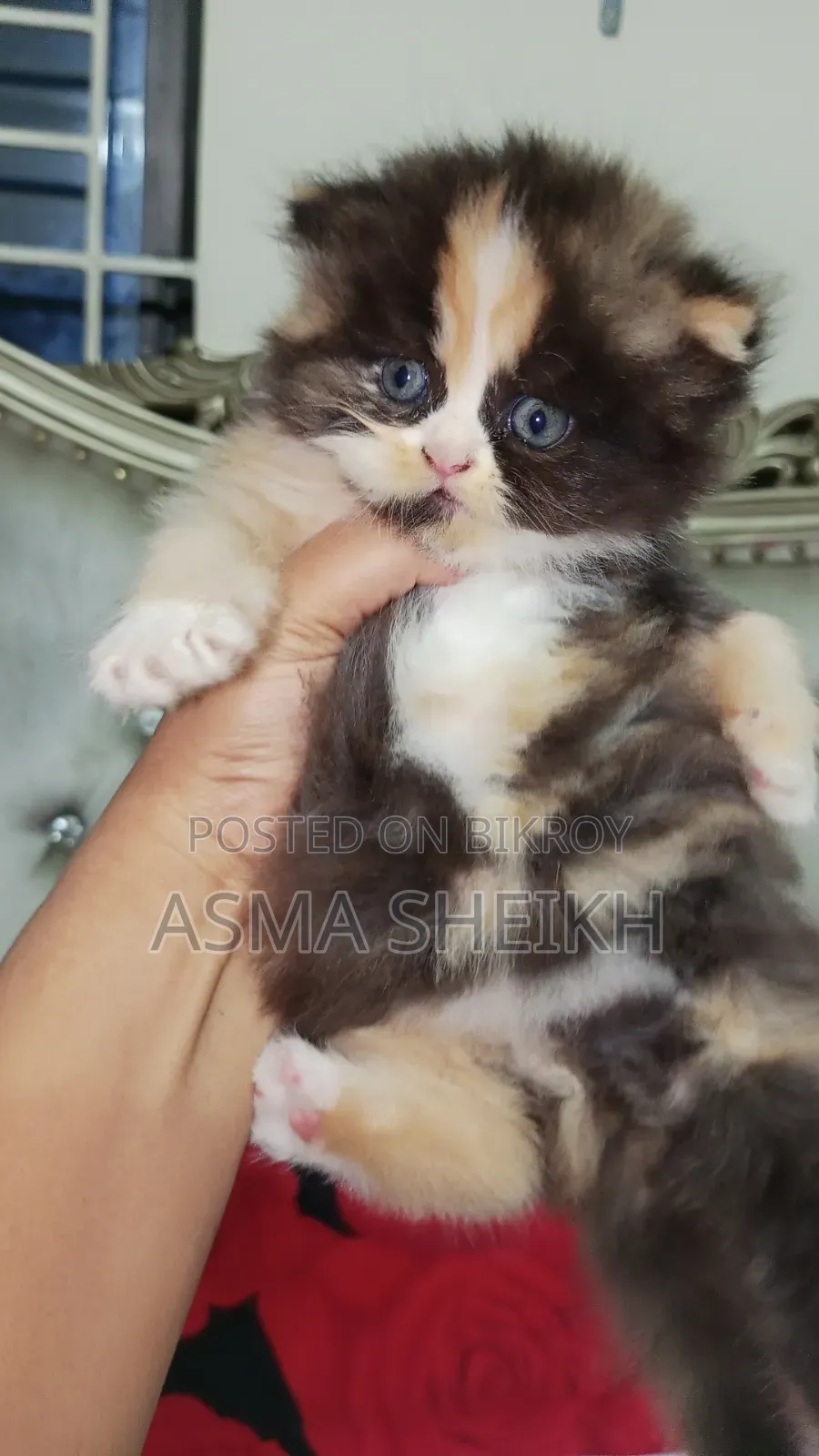 ১-৩ মাসের মাদি পিওরব্রেড পার্সিয়ান