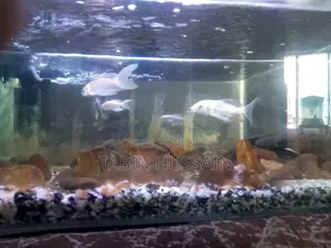 Butterfly Koi Carp 3 Pis 150 (Gold and White and One Normal Koi Carp