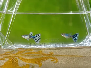 ডাম্বো মোজাইক এবং পার্পল মোজাইক