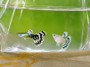 ডাম্বো মোজাইক এবং পার্পল মোজাইক