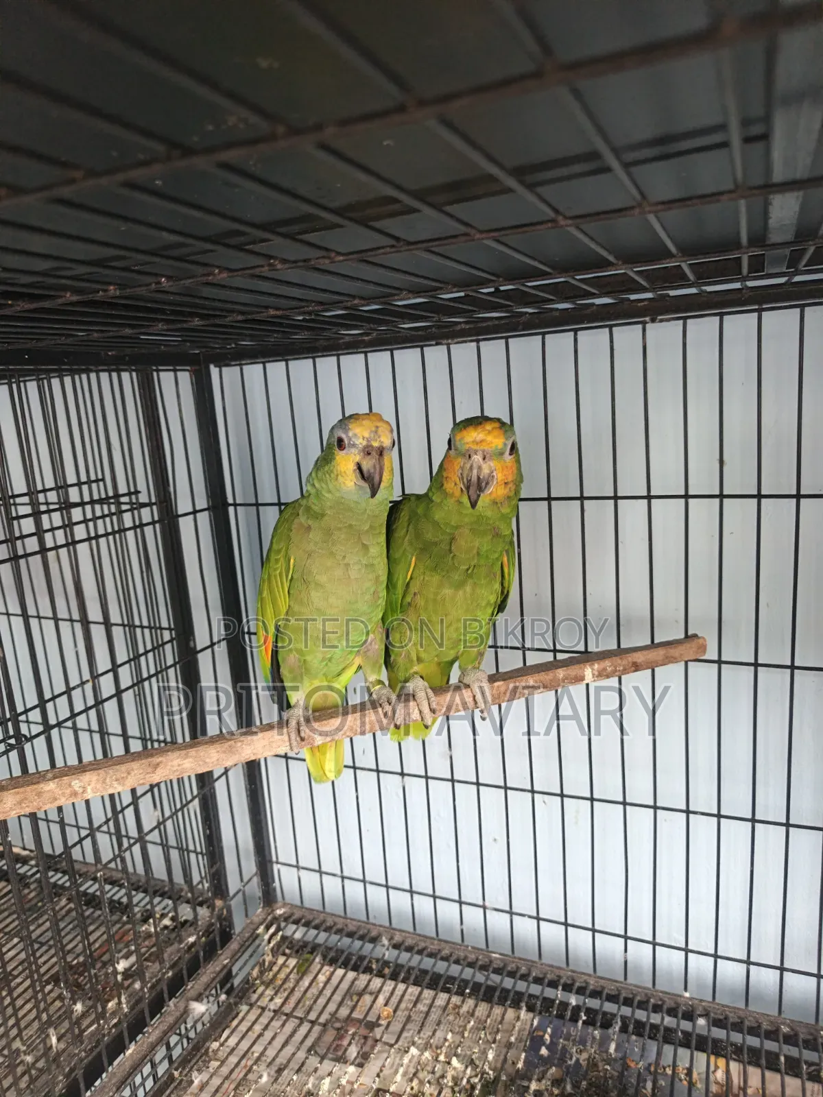 Amazon Breeding Pair