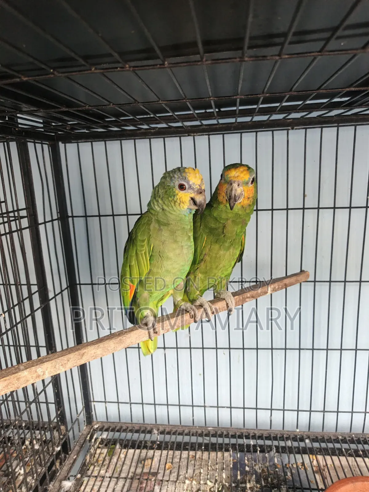 Amazon Breeding Pair