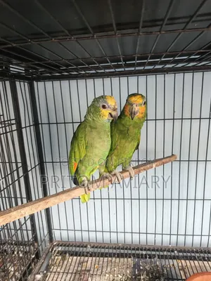 Amazon Breeding Pair