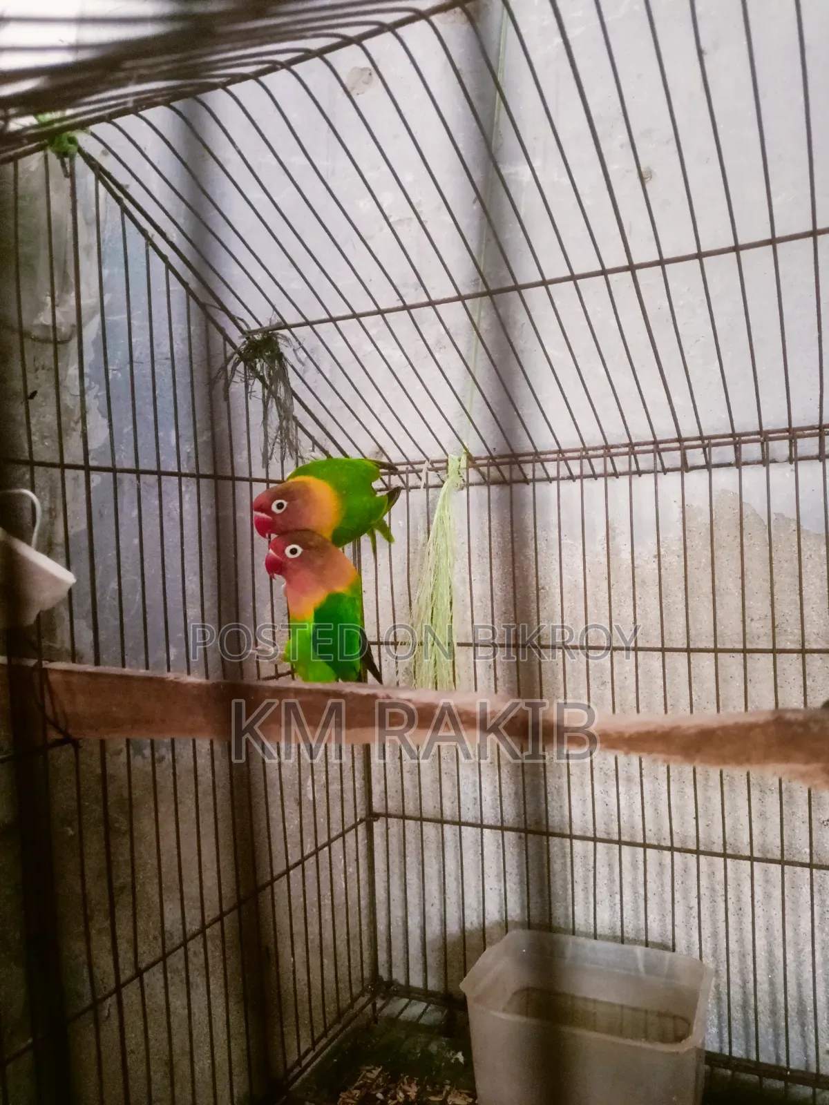 Lovebird Cockateel Bird