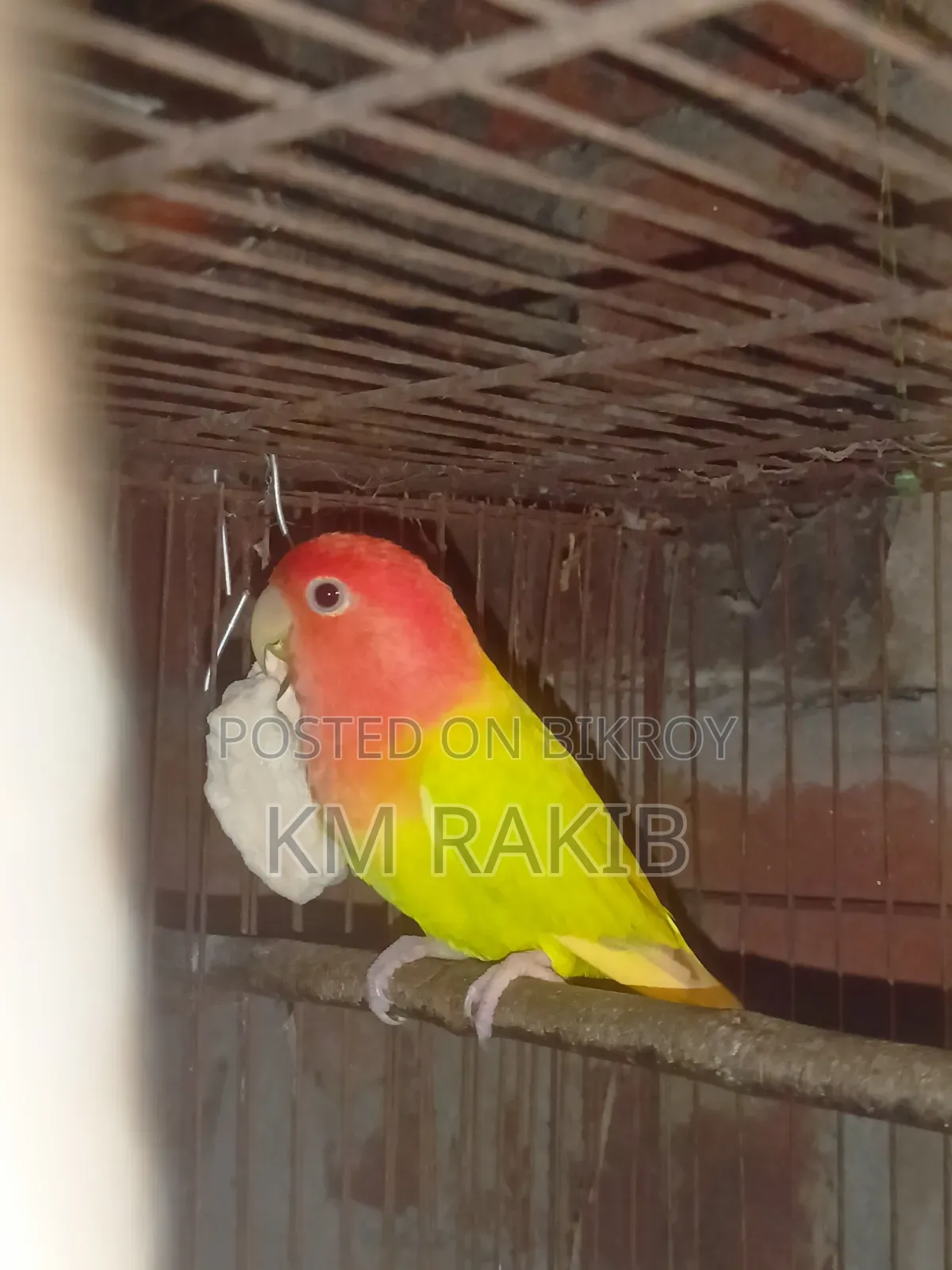 Lovebird Cockateel Bird