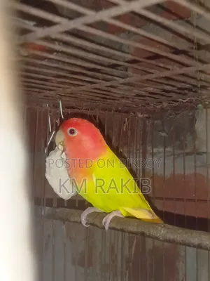Lovebird Cockateel Bird
