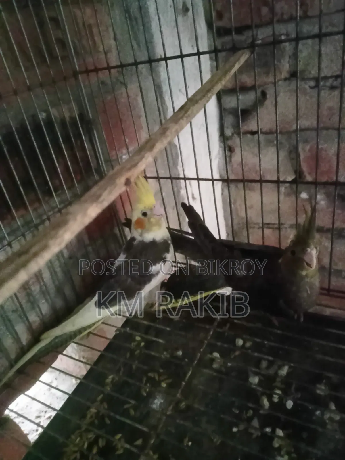 Lovebird Cockateel Bird