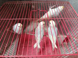 বাজরিগার পাখি