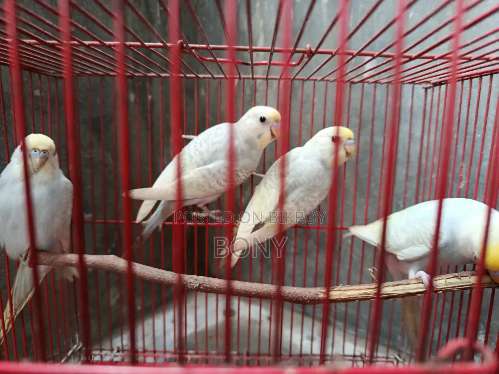 বাজরিগার পাখি