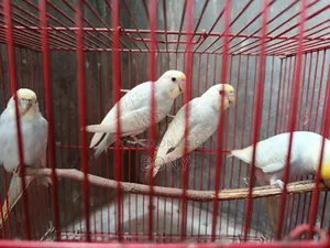 বাজরিগার পাখি