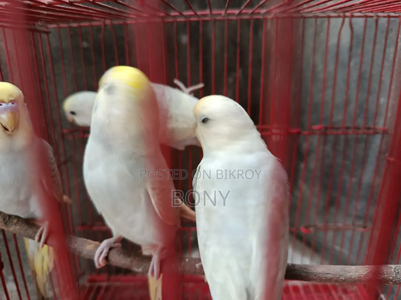বাজরিগার পাখি